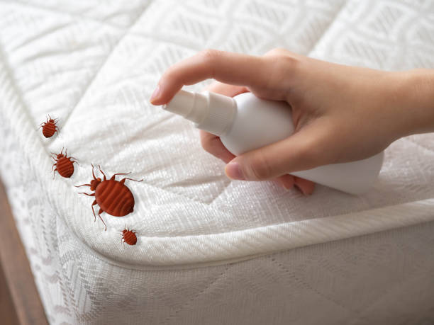 Best Affordable Pest Control Services  in Indian Head Park, IL